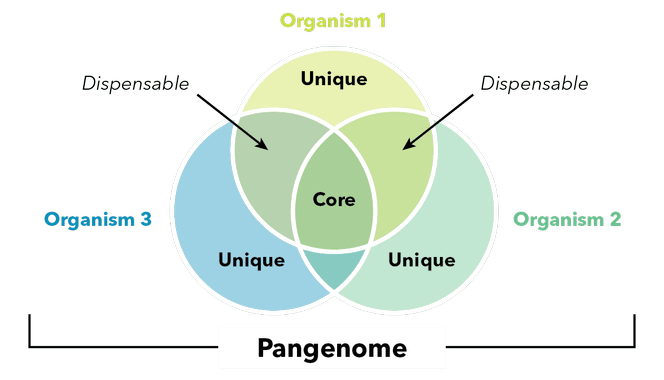 Pangénomique des éléments transposables